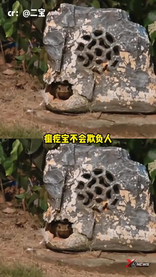 我说怎么全网弹幕都再给癞疙宝道歉，原来是在癞疙宝身上看到了自己……